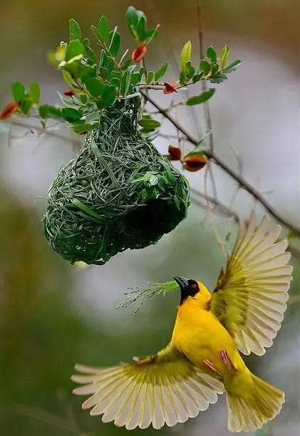 家裡有鳥來築巢